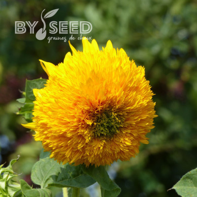 Tournesol haut double Orange Sun