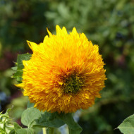 Tournesol haut double Orange Sun