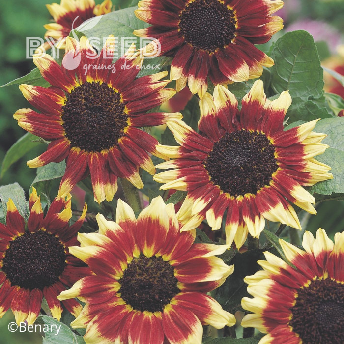 Tournesol haut Florenza