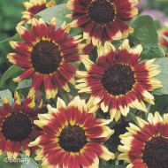 Tournesol haut Florenza