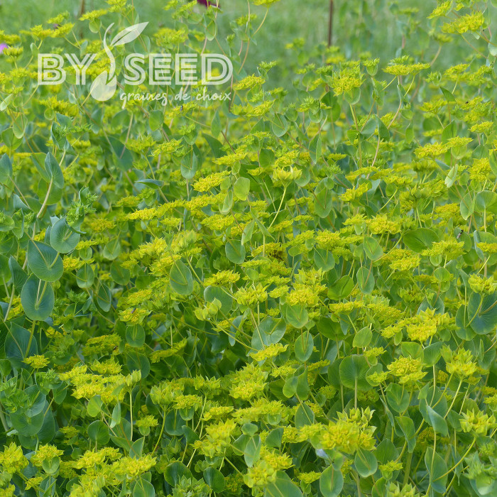 Bupleurum (Buplèvre) Griffithii