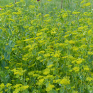 Bupleurum (Buplèvre) Griffithii