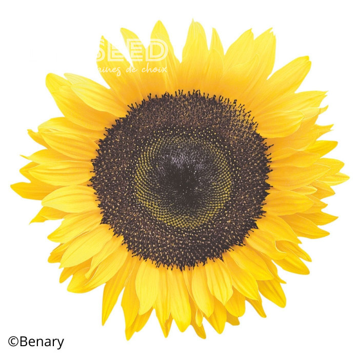 Tournesol haut Holiday