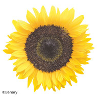 Tournesol haut Holiday