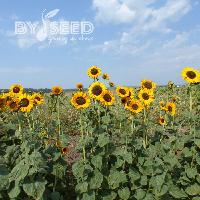 Tournesol haut Soraya