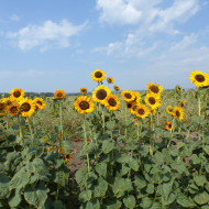 Tournesol haut Soraya