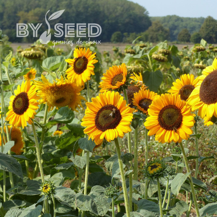Tournesol haut Soraya