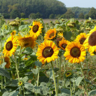 Tournesol haut Soraya