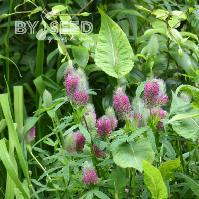 Trèfle - Trifolium rubens