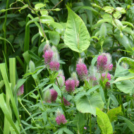 Trèfle - Trifolium rubens