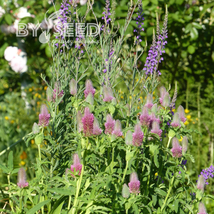 Trèfle - Trifolium rubens