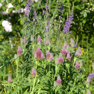 Trèfle - Trifolium rubens