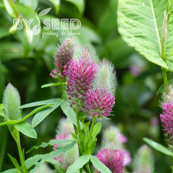 Trèfle - Trifolium rubens