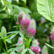 Trèfle - Trifolium rubens
