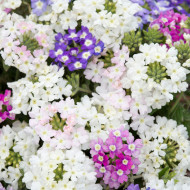 Verveine annuelle Scentsation Mix