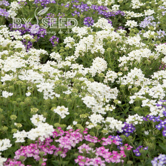 Verveine annuelle Scentsation Mix
