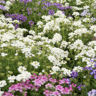 Verveine annuelle Scentsation Mix