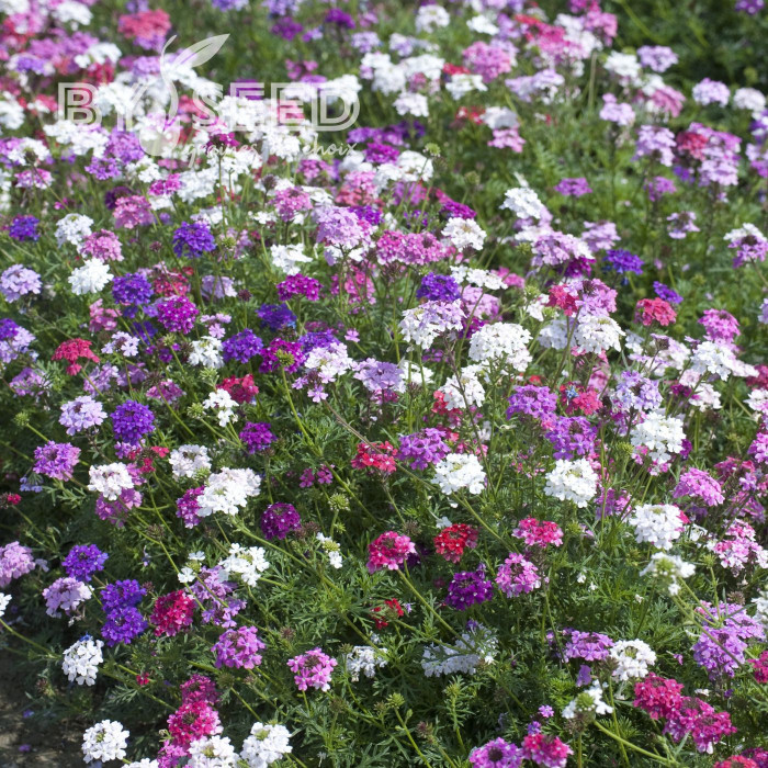 Verveine speciosa Desert Jewels Mix