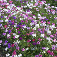 Verveine speciosa Desert Jewels Mix