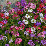 Verveine speciosa Desert Jewels Mix
