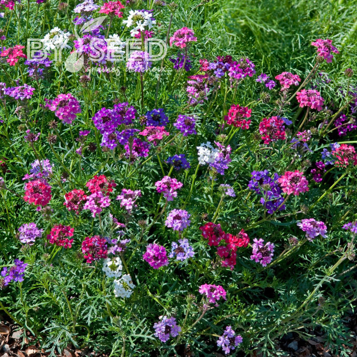 Verveine speciosa Desert Jewels Mix