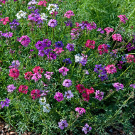 Verveine speciosa Desert Jewels Mix