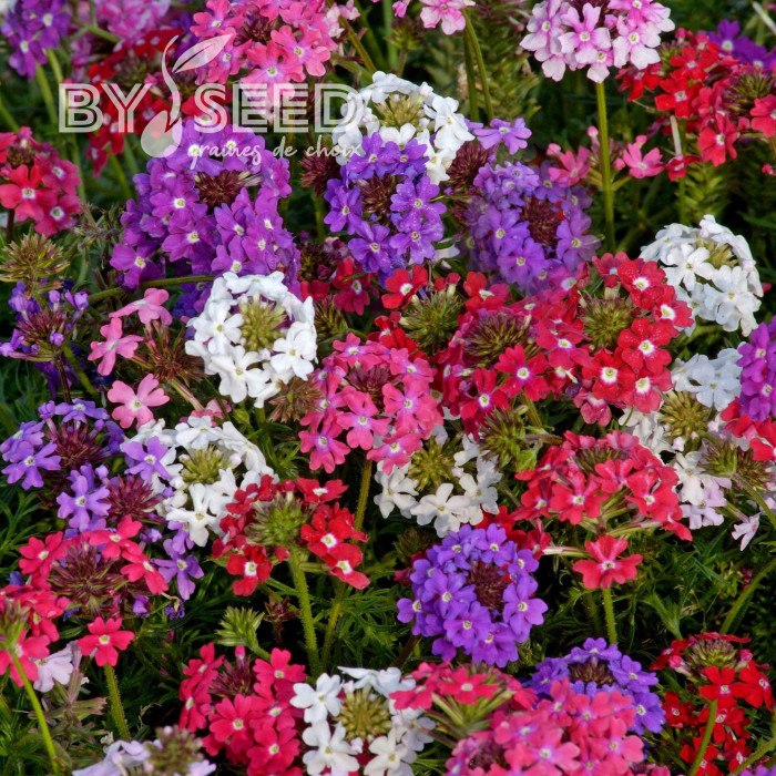 Verveine speciosa Desert Jewels Mix