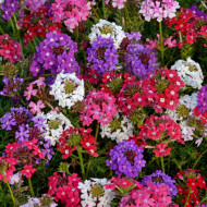 Verveine speciosa Desert Jewels Mix