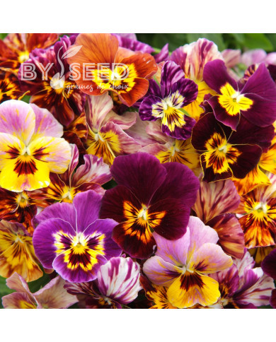Viola cornuta Brushstrokes