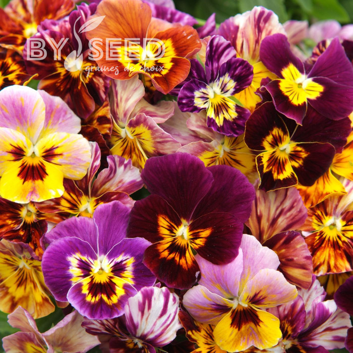 Viola cornuta Brushstrokes