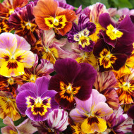 Viola cornuta Brushstrokes