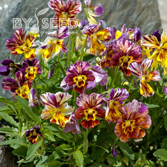 Viola cornuta Brushstrokes