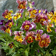 Viola cornuta Brushstrokes