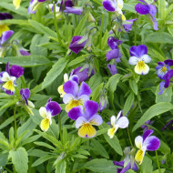 Viola cornuta Helen Mount ou Johnny Jump Up