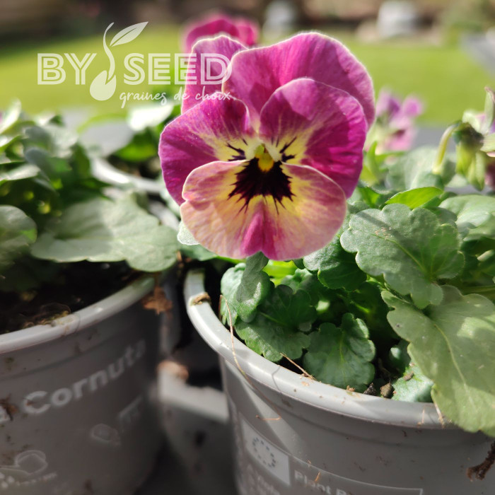 Viola cornuta Laeta Antique Shades