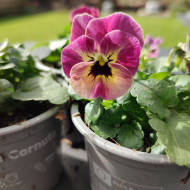 Viola cornuta Laeta Antique Shades