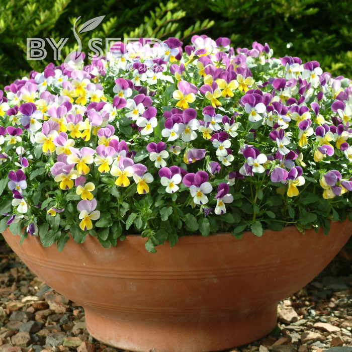 Viola cornuta Sweeties Mix