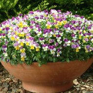 Viola cornuta Sweeties Mix