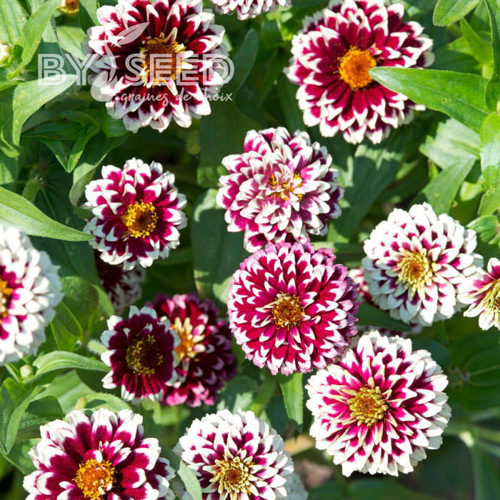 Zinnia haageana Jazzy Red