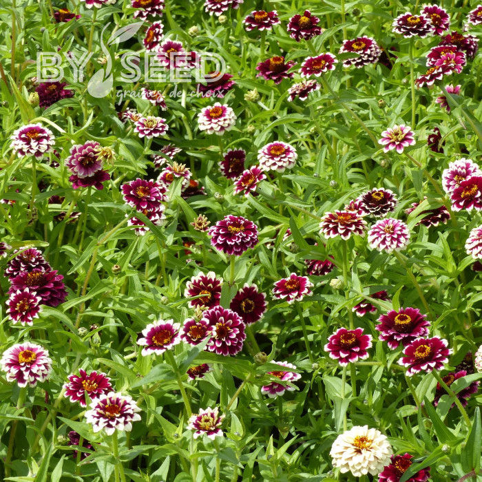 Zinnia haageana Jazzy Red