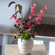 Zinnia haageana Jazzy Red