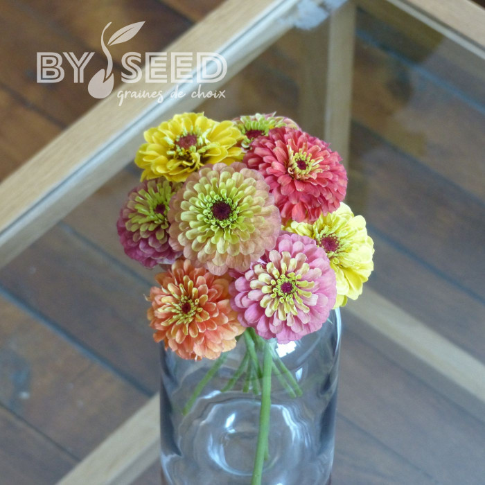 Zinnia Queen Lime Bicolors Mix