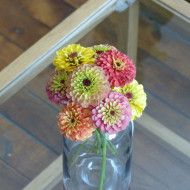 Zinnia Queen Lime Bicolors Mix