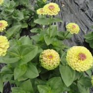 Zinnia Queen Lime with Blotch