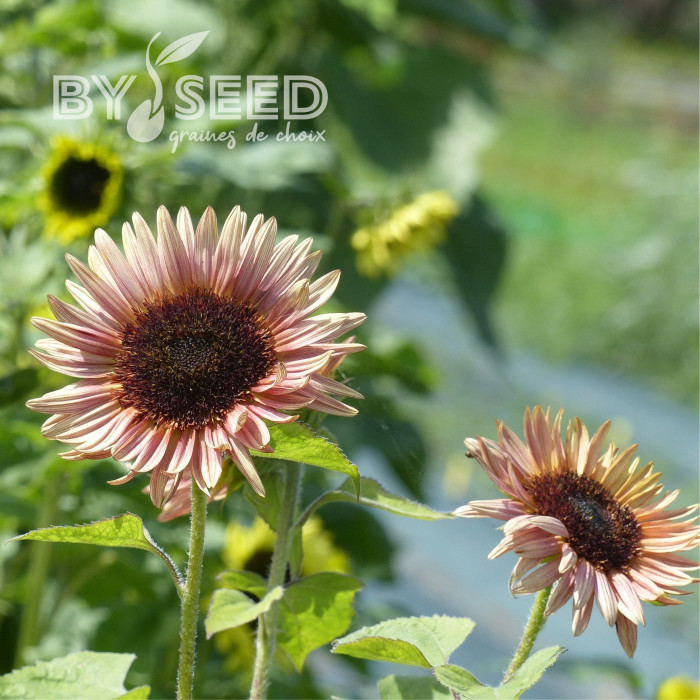 Tournesol haut double Astra Rose