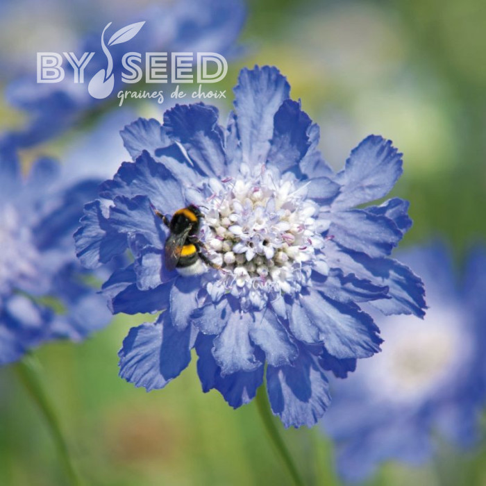 Scabieuse du Caucase Fama® Deep Blue