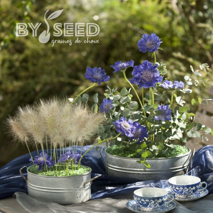 Scabieuse du Caucase Fama® Deep Blue