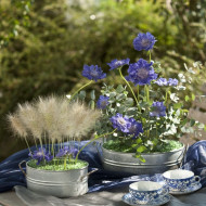 Scabieuse du Caucase Fama® Deep Blue