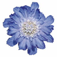 Scabieuse du Caucase Fama® Deep Blue
