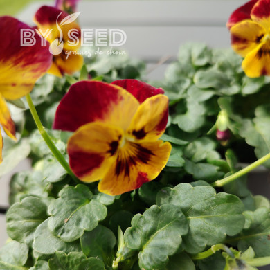 Viola cornuta Laeta Fire